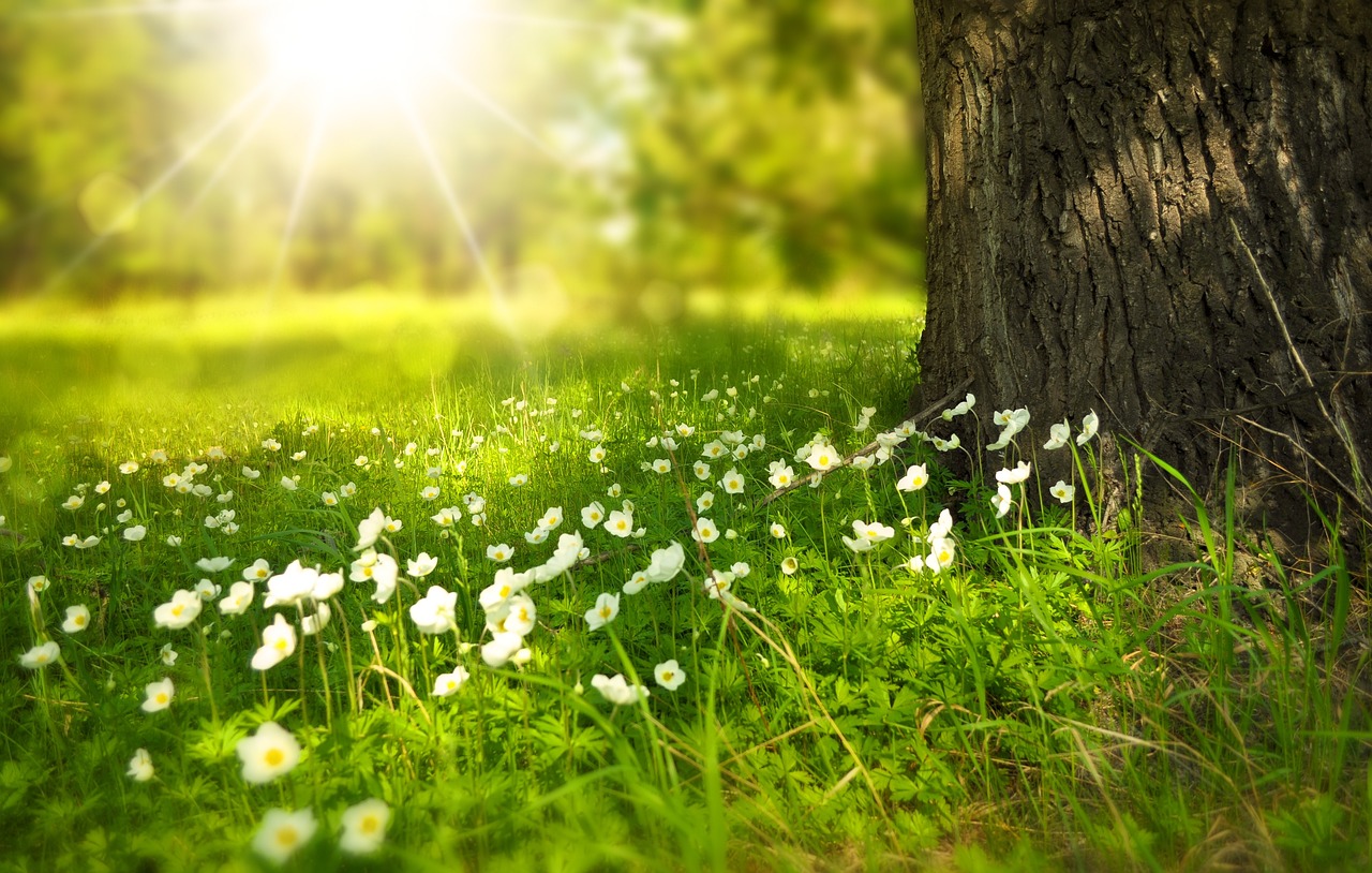 flowers, meadow, sunlight