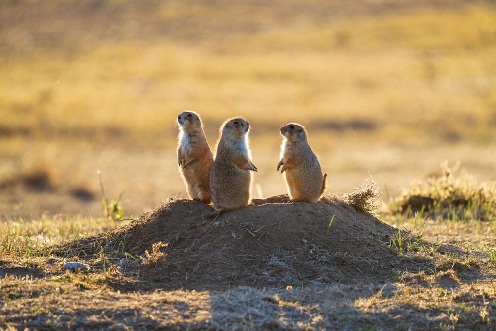 A group of three meerkats sitting on top of a mound of dirt